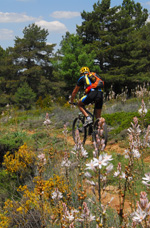 Bicicleta de montaña